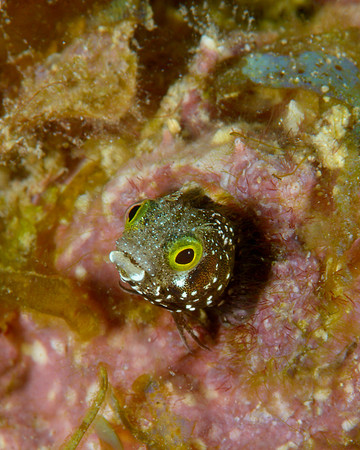 Secretary Blenny