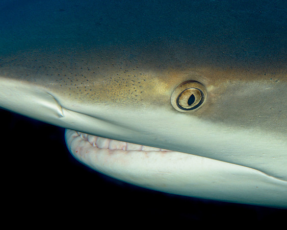 Silky Shark