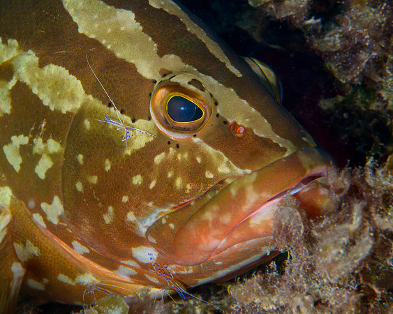 Nassau Grouper with Cleaner Shrimp