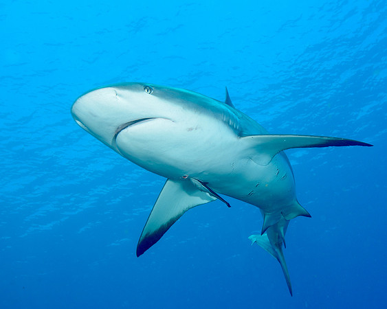 Caribbean reef Shark