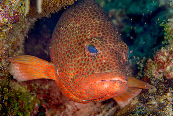 Red HInd