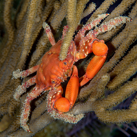 Clinging Crab at Night