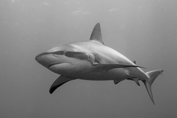 Caribbean Reef Shark