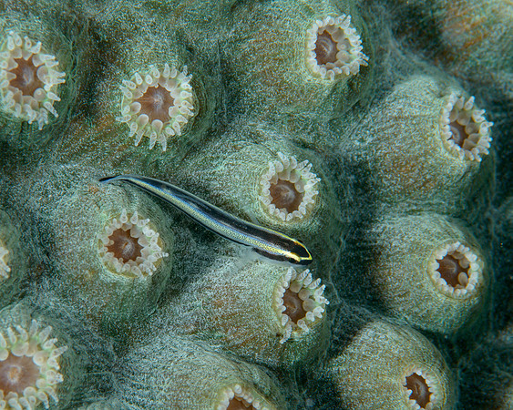 Sharknose Goby