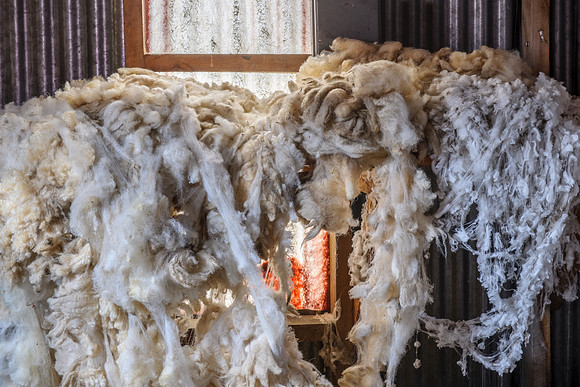 Wool left behind in Shearing Shed