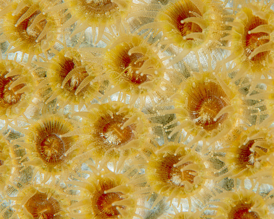 Coral Polyps feeding at night