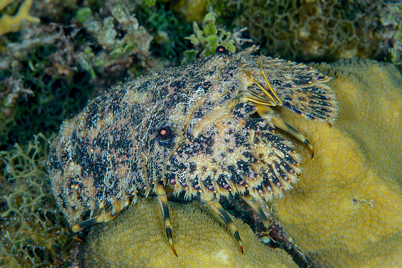 Slipper Lobster