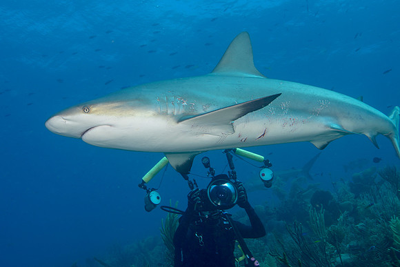 Caribbean Reef Shark with Photographer