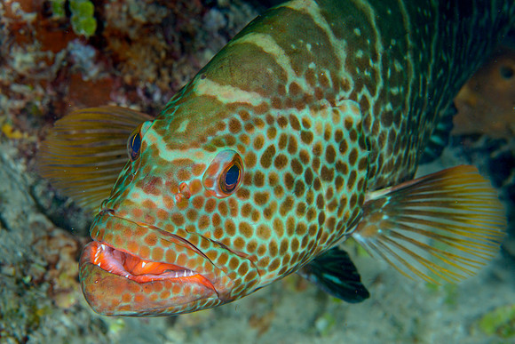 Tiger Grouper
