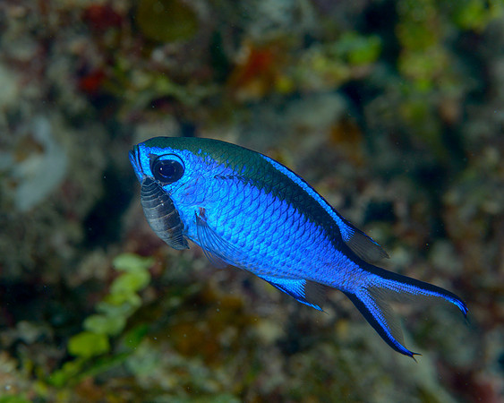 Blue Chromis with Isopod