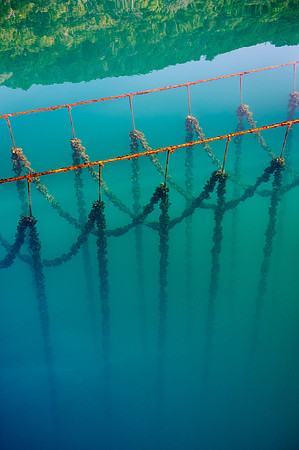 Mussel Farm, Marlborough Sound