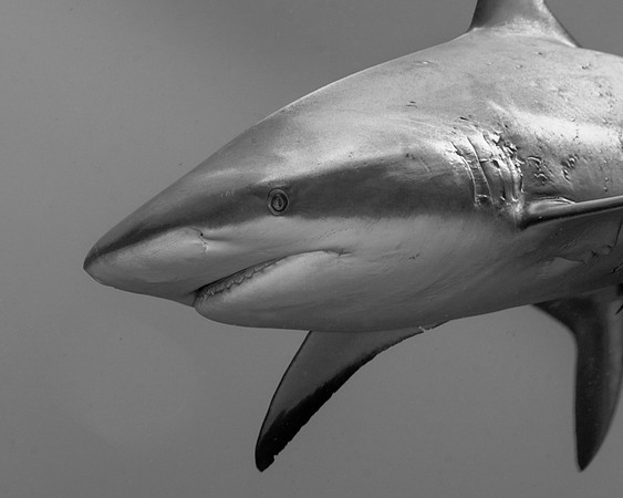 Caribbean Reef Shark