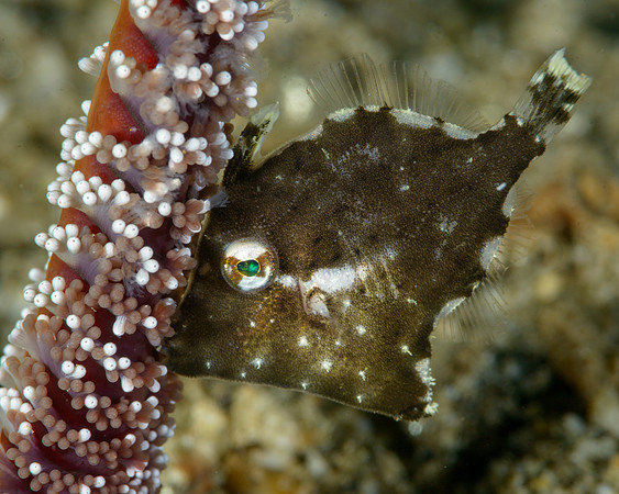 Whitebar Filefish, Ambon