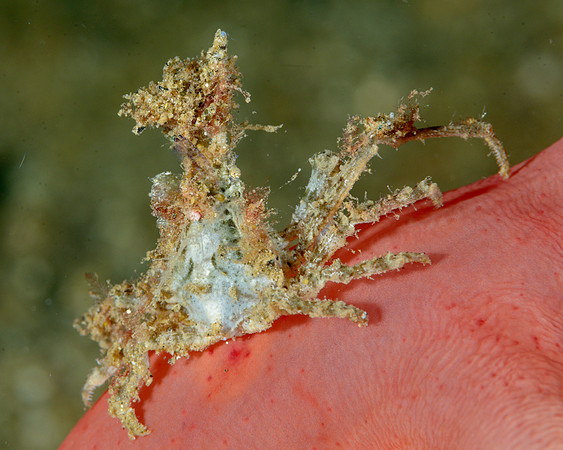 Decorator Crab, Ambon