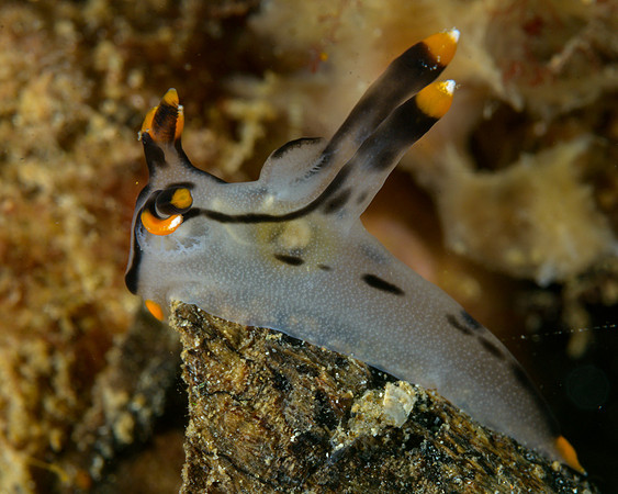 Painted Thecacera, Ambon