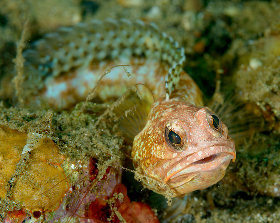Jawfish, Ambon