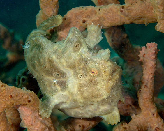 Painted Frogfish, Ambon