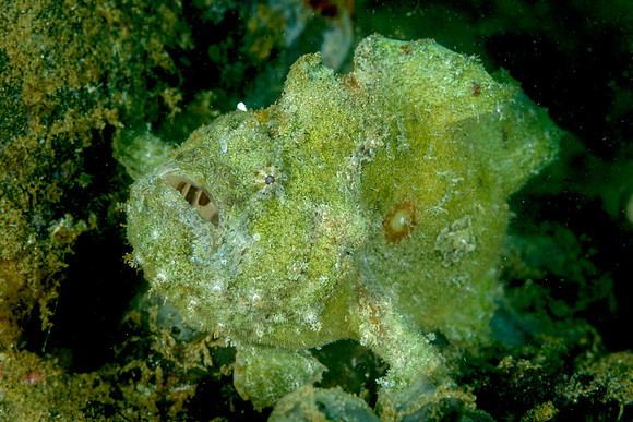 Coin-Bearing Frogfish, Ambon