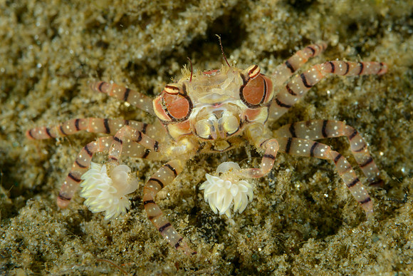 Boxer Crab, Ambon