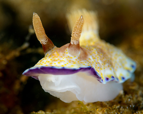 Chromodoris Nudibranch, Ambon