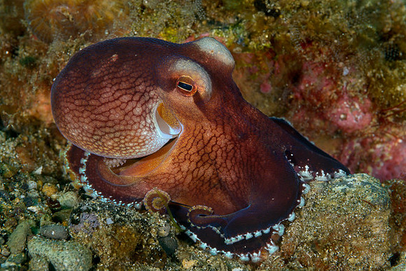 White Margin Octopus, Ambon
