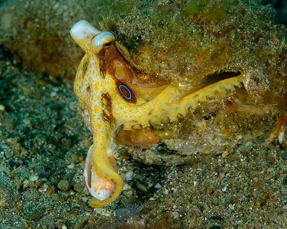 Poison Ocellate Octopus, Ambon