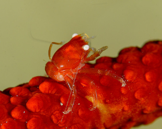 Wire Coral Porcelain Crab, Ambon