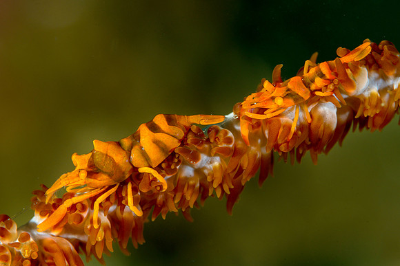Wire Coral Crab Pair, Ambon