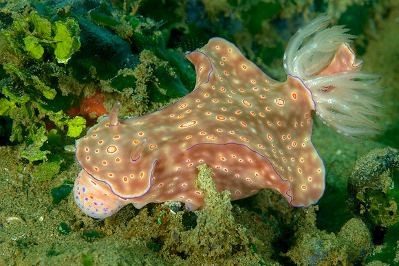 Three-Lobed T-Bar Nudibranch, Ambon