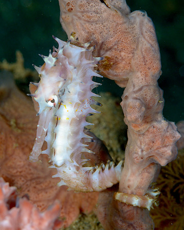 Spiny Seahorse, Ambon