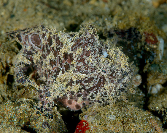 Lembeh Frogfish, Ambon