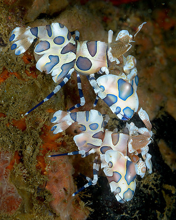 Harlequin Shrimp Pair, Ambon