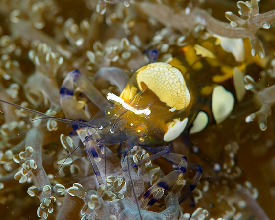 Peacock-tail Anemone Shrimp, Ambon