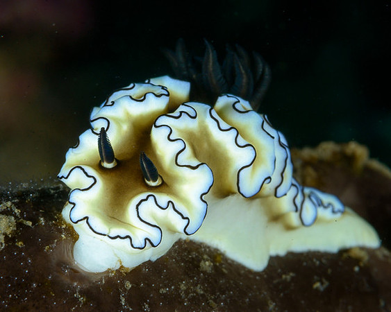 Dark Margin Glossodoris, Ambon