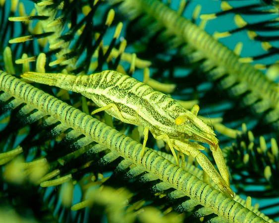 Crinoid Shrimp, Ambon