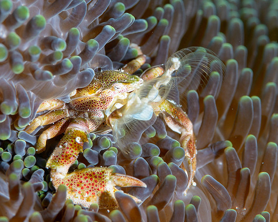 Porcelain Crab, Ambon