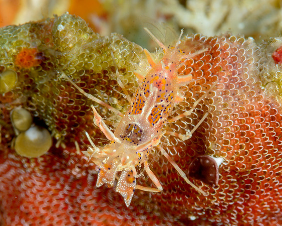 Tiger Shrimp, Ambon