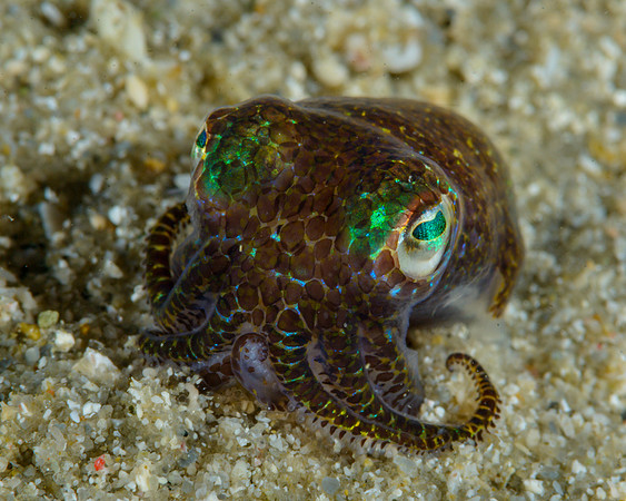 Bobtail Squid, Ambon