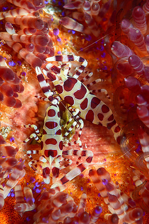 Coleman Shrimp Pair, Ambon