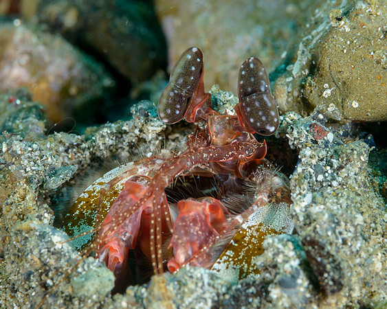 Spearing Mantis Shrimp, Ambon