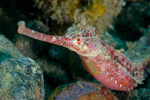 Winged Pipefish, Ambon