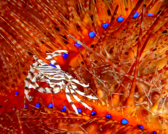 Zebra Crab, Ambon