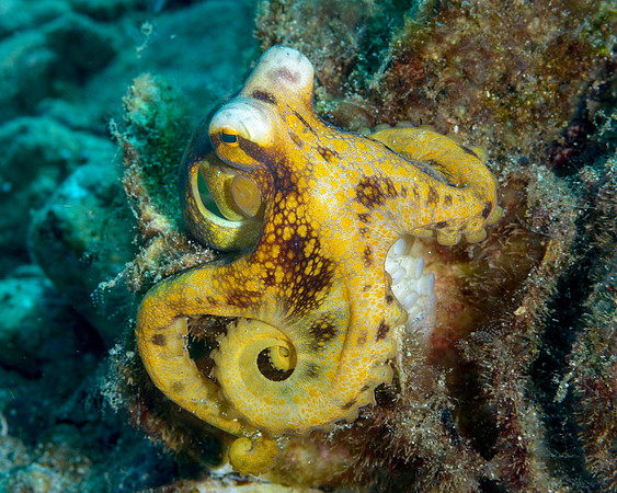 Poison Ocellated Octopus, Ambon
