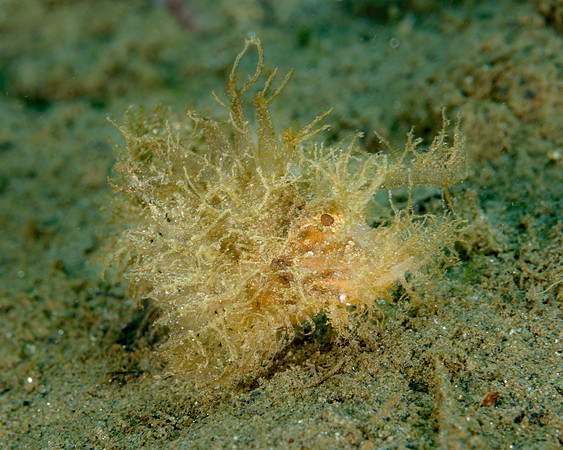 Ambon Scorpionfish, Ambon