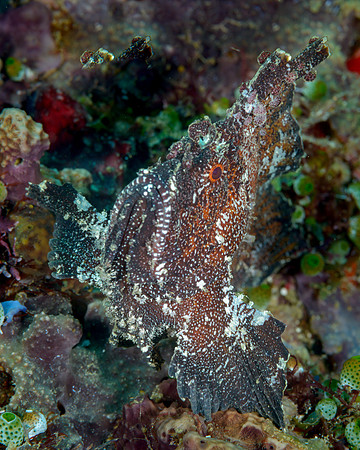 Leaffish. Ambon