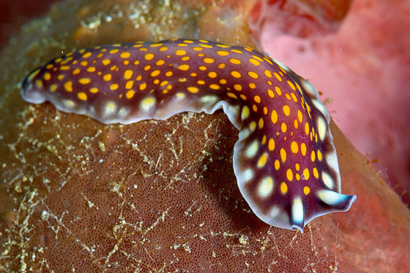 Flatworm, Ambon