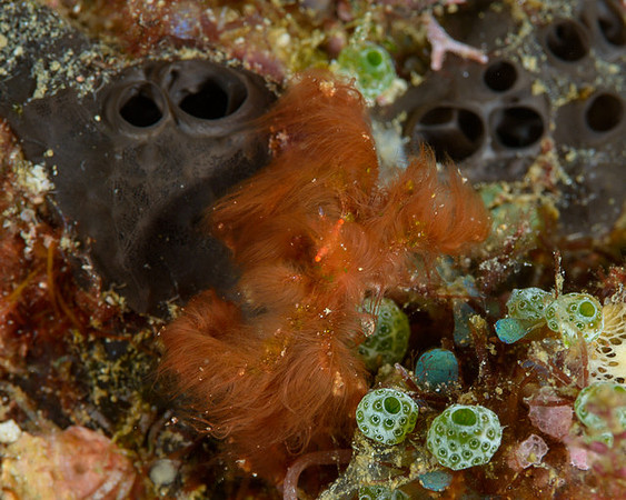 Orang Utan Crab, Ambon