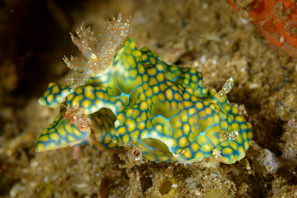 Netted Ceratosoma, Ambon
