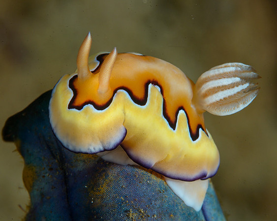 Co's Chromodoris, Ambon