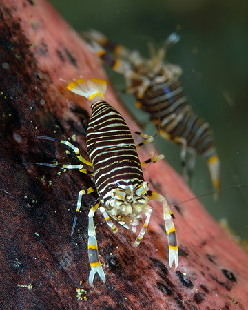 Bumblebee Shrimp, Ambon
